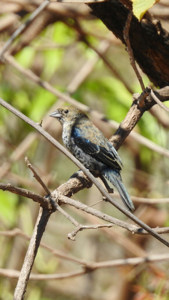 Blue-black Grassquit - Spencer Follett