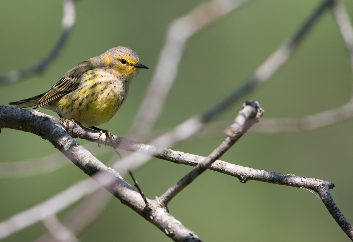 Cape May Warbler - ML67981501