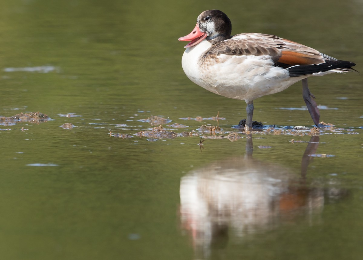 Common Shelduck - Len Medlock