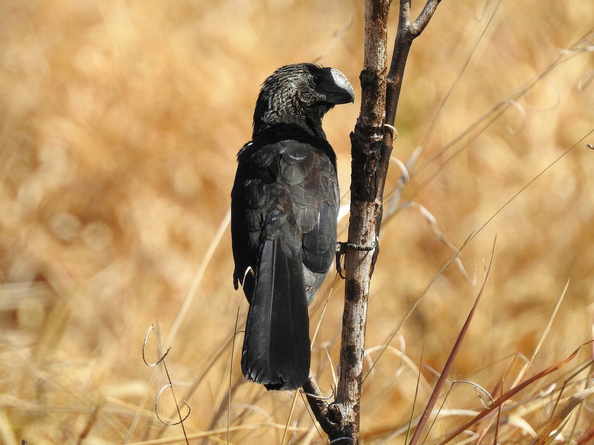 Smooth-billed Ani - ML67985251