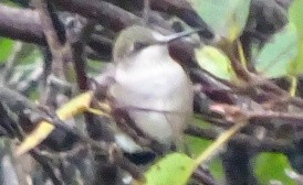 Ruby-throated Hummingbird - ML67985301