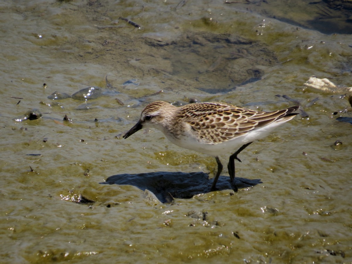 Semipalmated Sandpiper - Lois Stacey