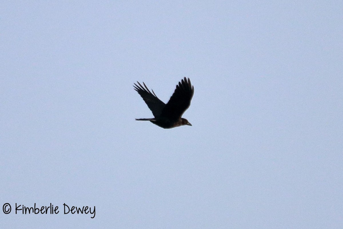 American Crow - ML67986261
