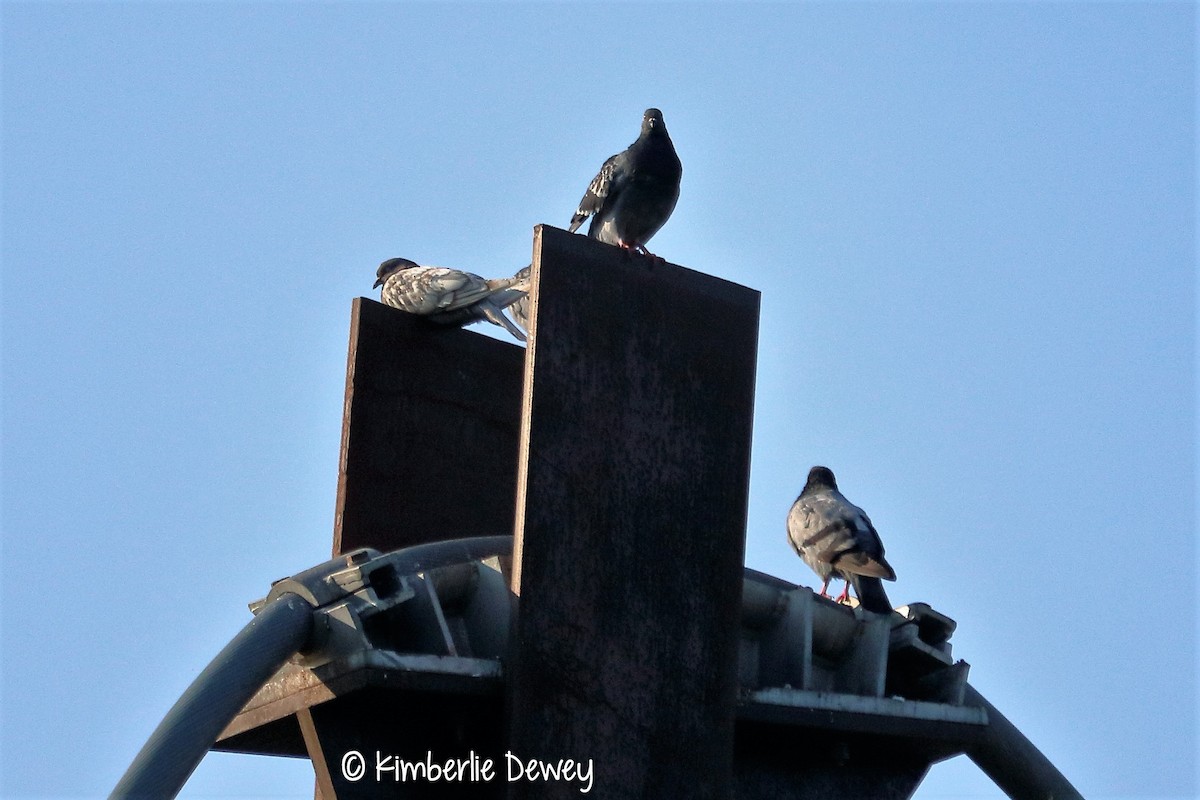 Rock Pigeon (Feral Pigeon) - ML67986391