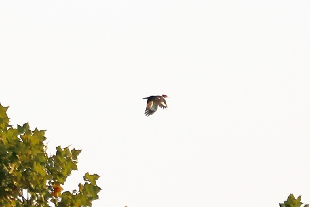 Pileated Woodpecker - ML67986431