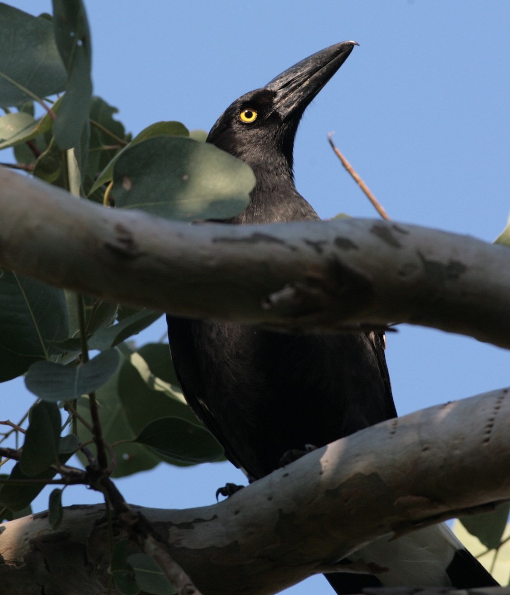 Pied Currawong - ML67986621