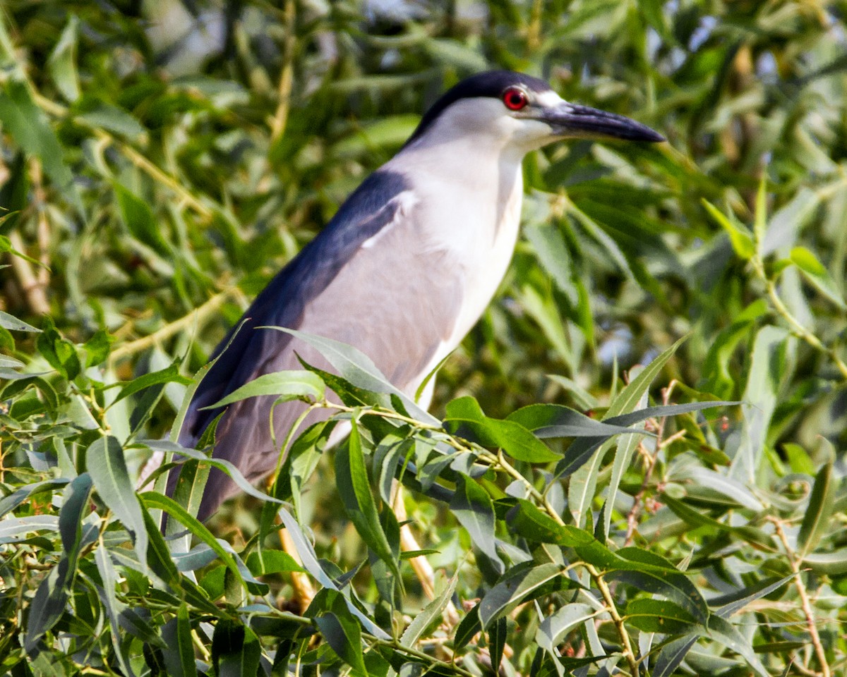 Black-crowned Night Heron - Judith Sparhawk