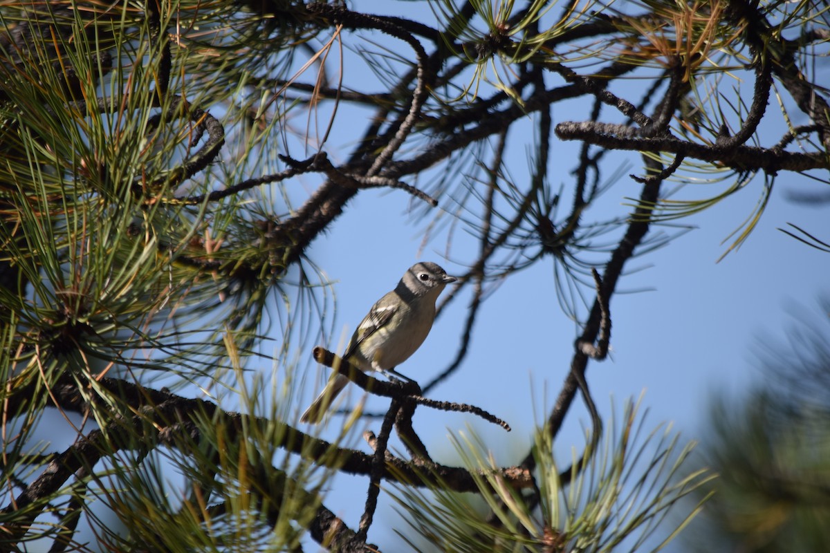 Plumbeous Vireo - ML67989001