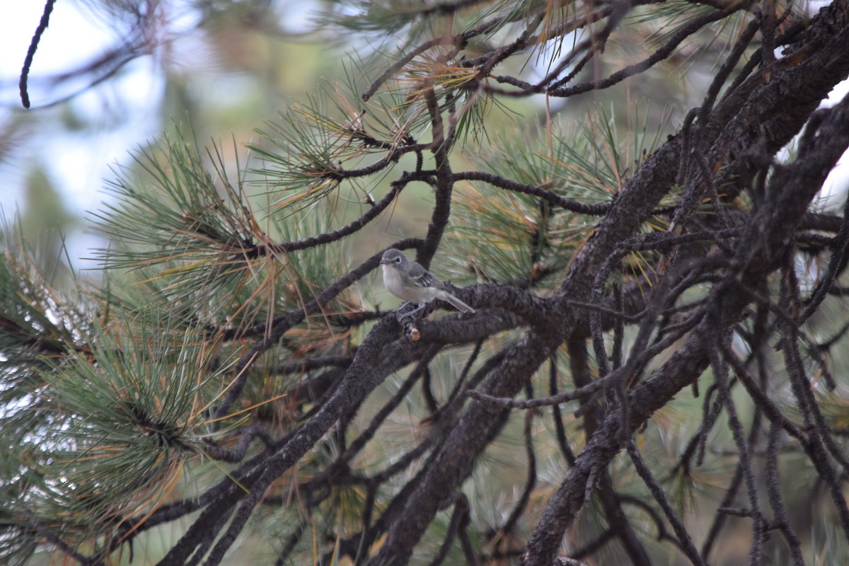 Plumbeous Vireo - ML67989261