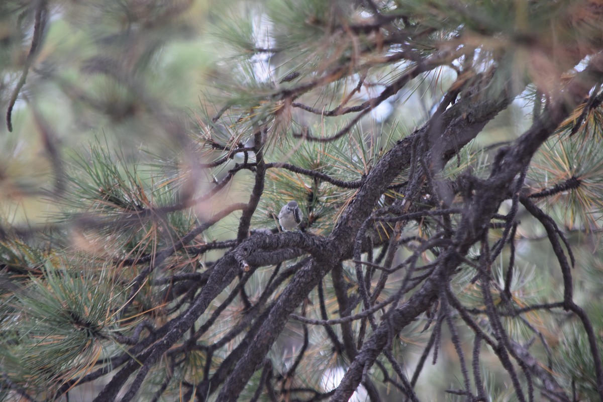 Plumbeous Vireo - ML67989271