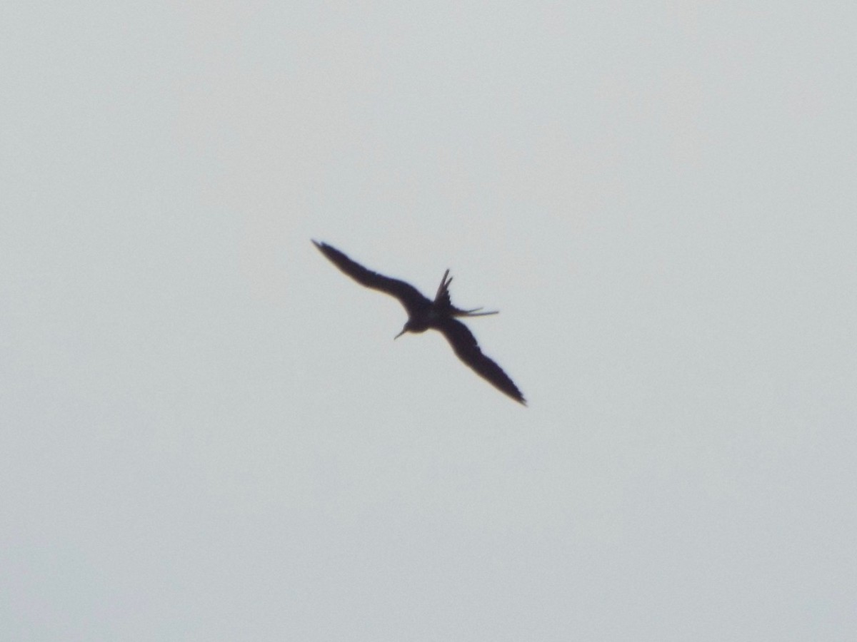 Magnificent Frigatebird - ML67991051