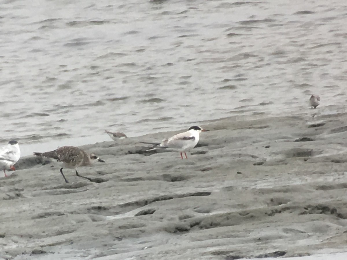 Common Tern - ML67991101