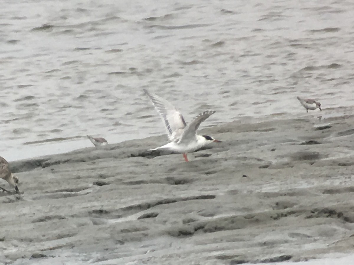 Common Tern - ML67991131