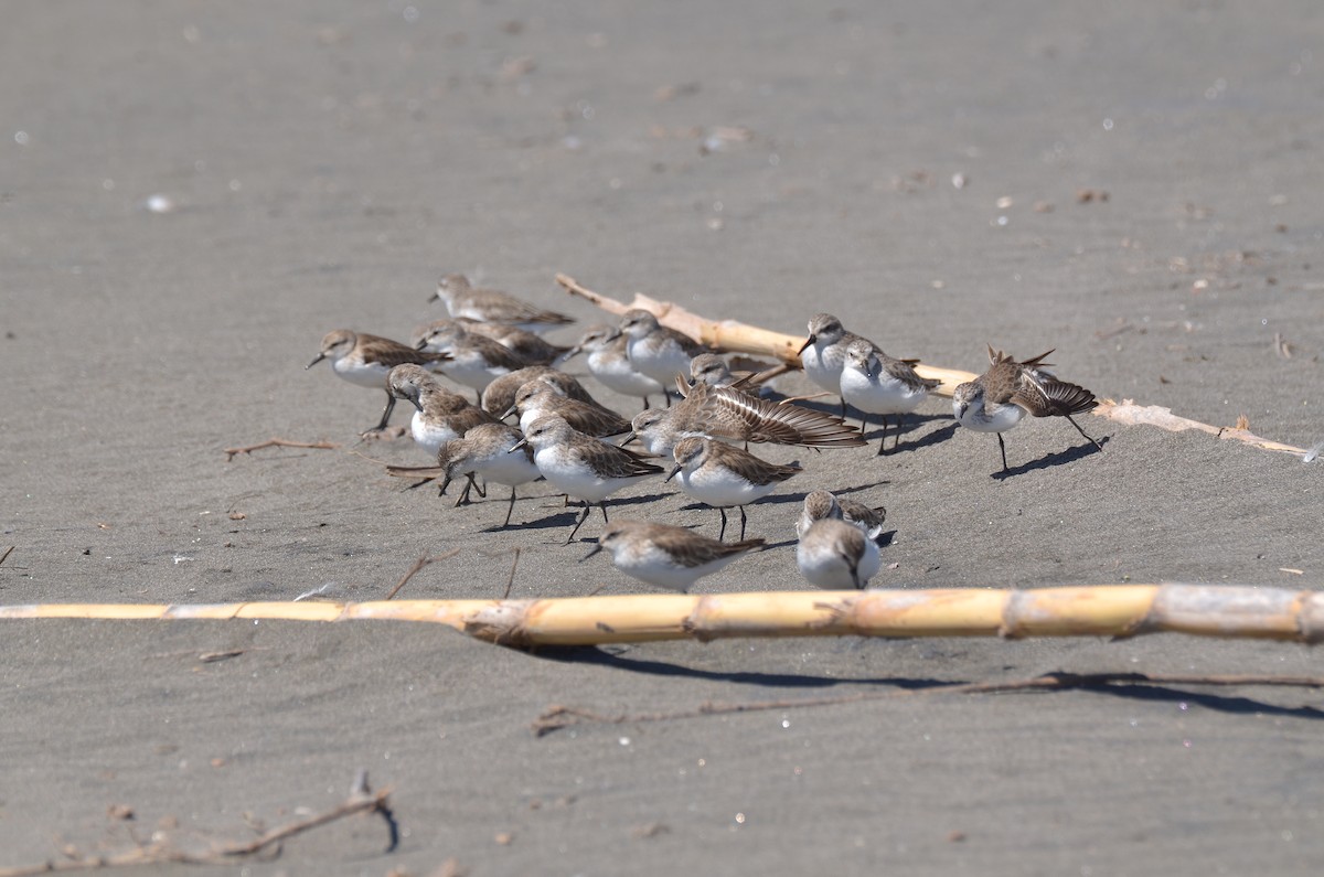 Semipalmated Sandpiper - Pablo Gutiérrez Maier