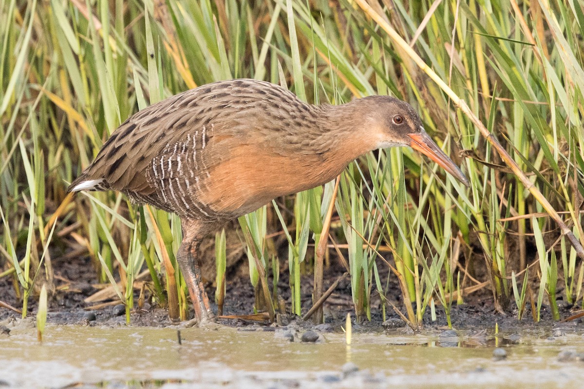 Ridgway's Rail - ML67992111