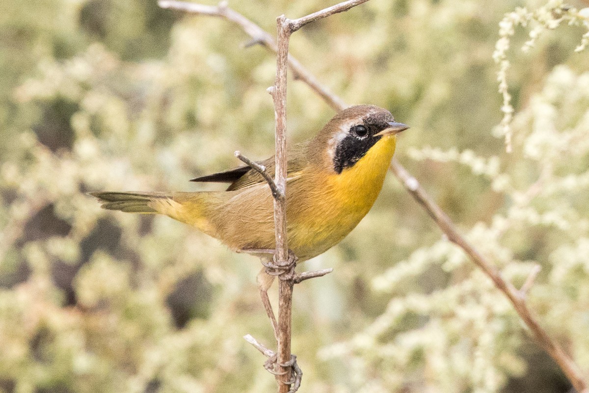 Common Yellowthroat - ML67992481