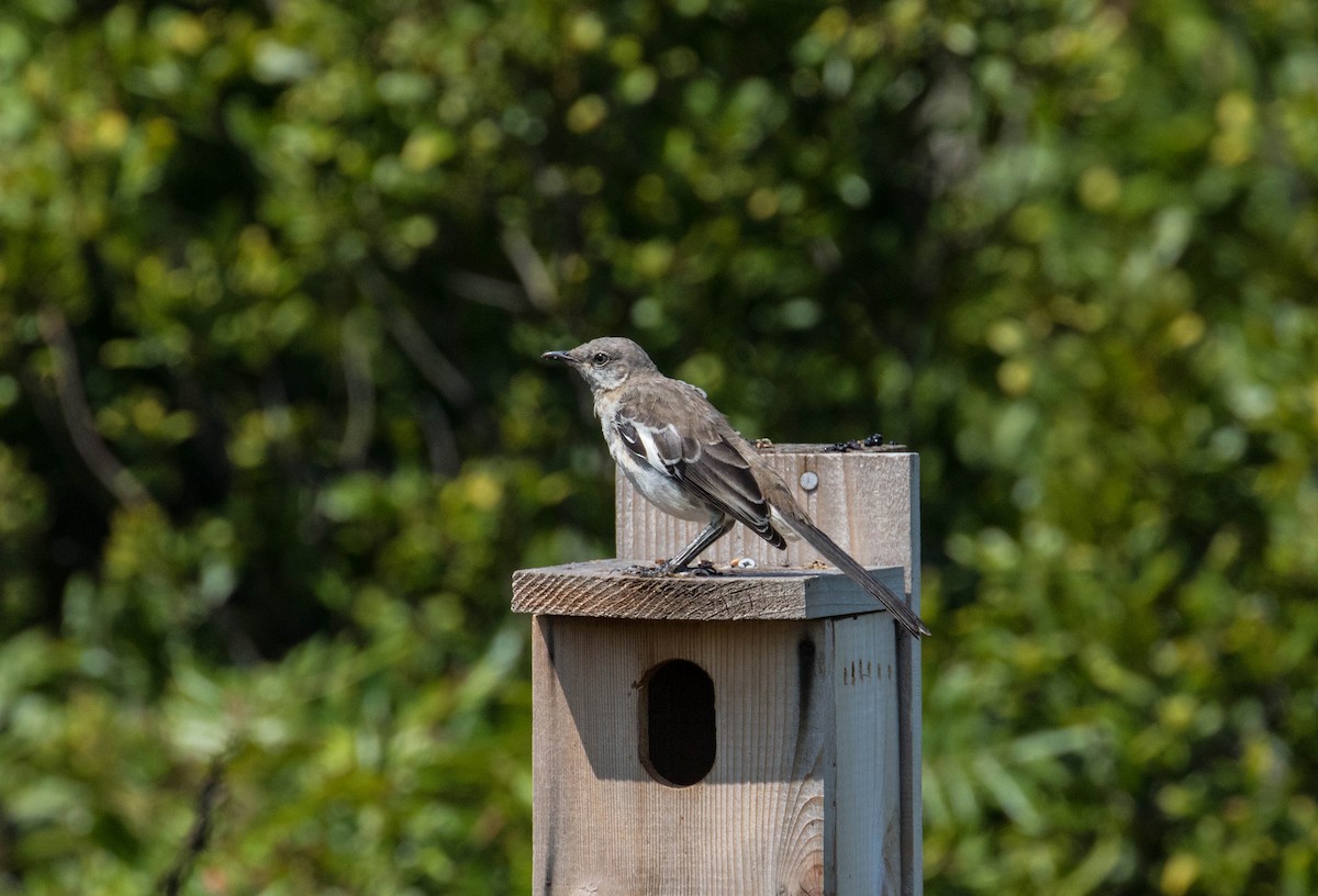 Northern Mockingbird - Brad Vatrt