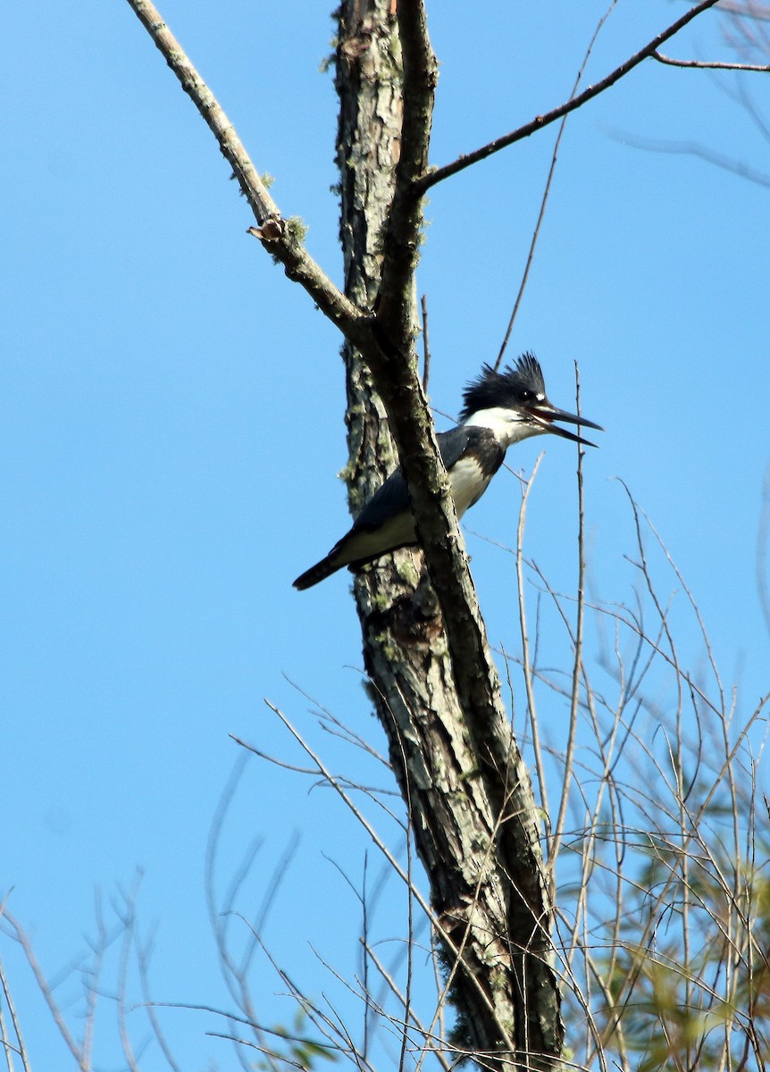 Belted Kingfisher - ML67994131