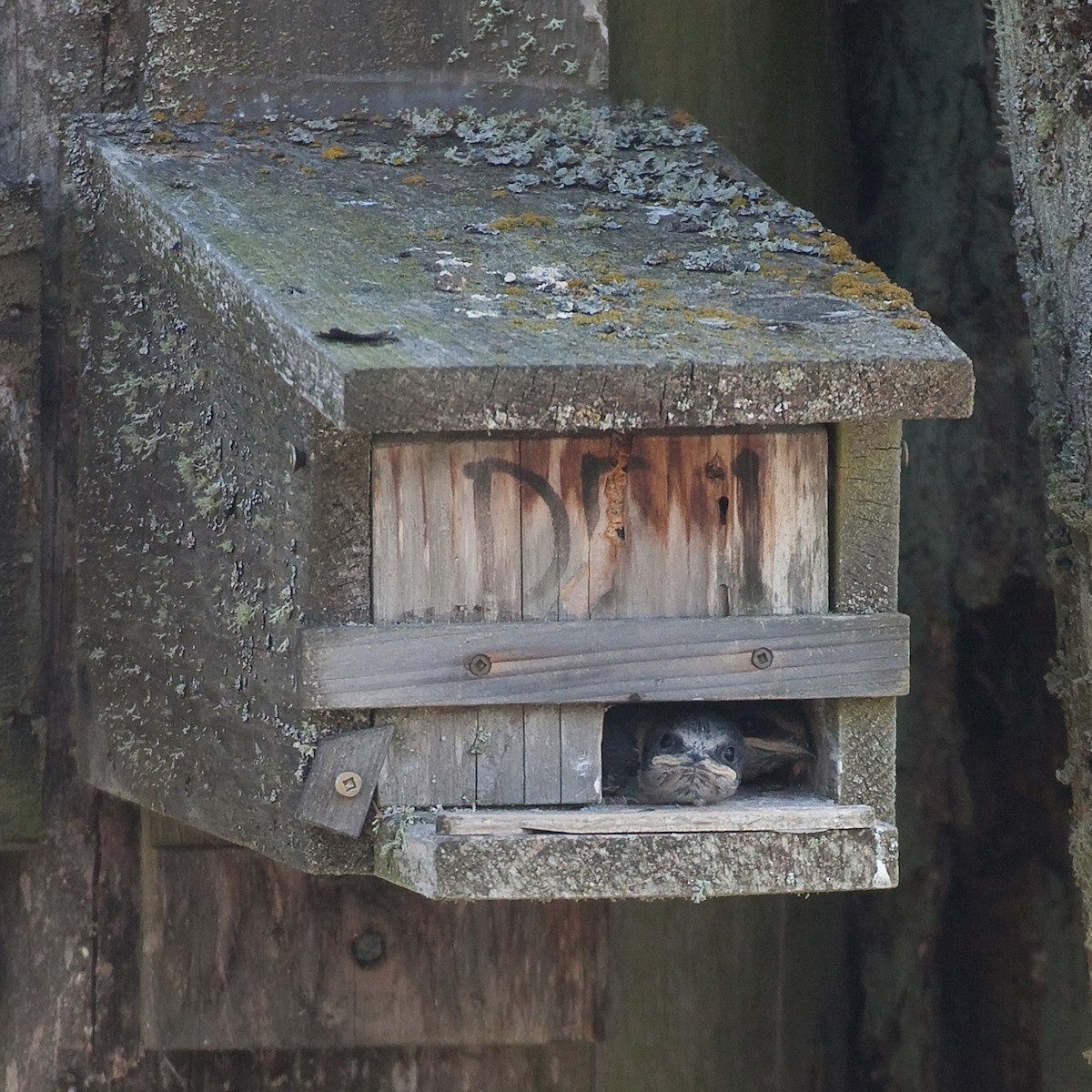 Purple Martin - ML67994741