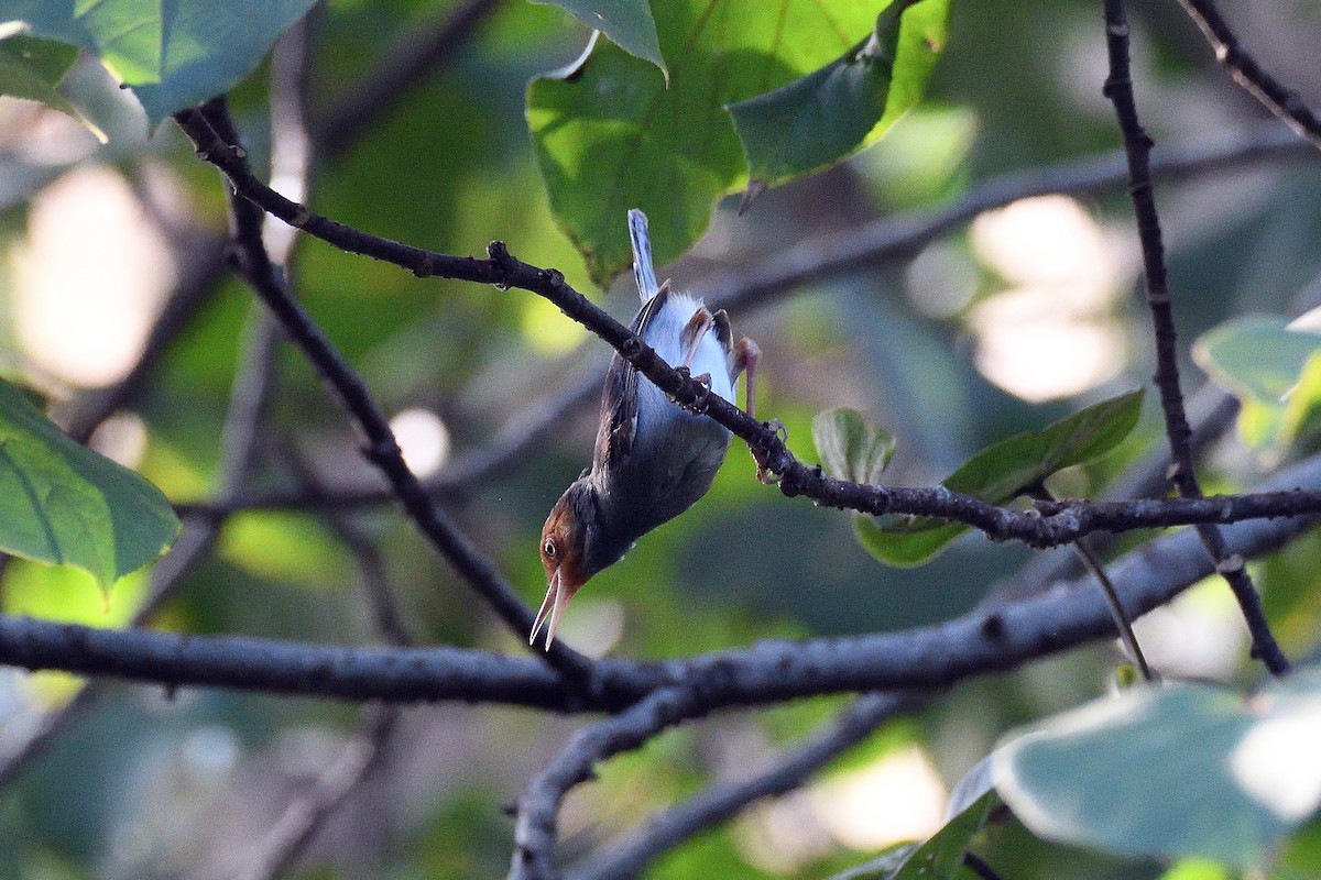 Ashy Tailorbird - terence zahner