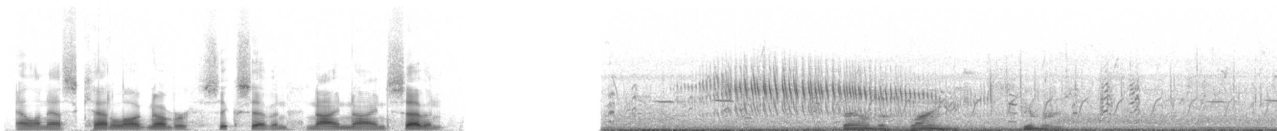 Black Skimmer (cinerascens) - ML67997