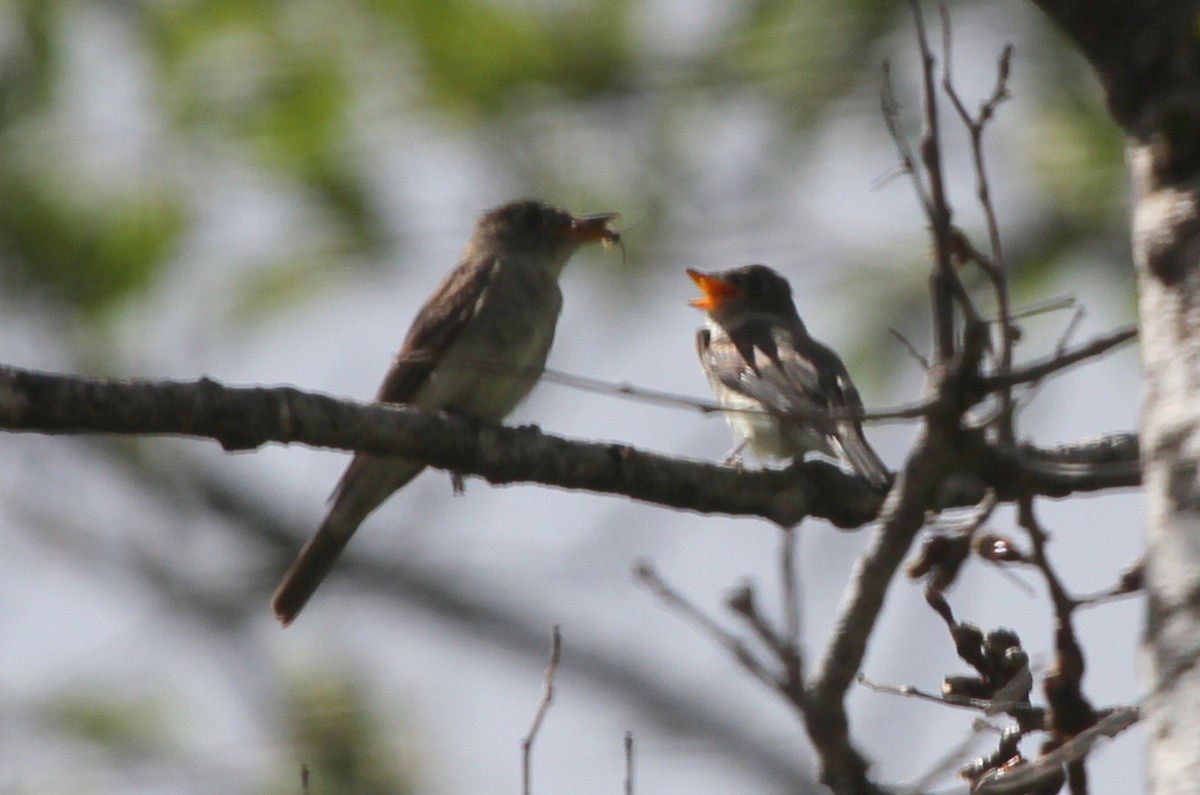 Eastern Wood-Pewee - ML67997511