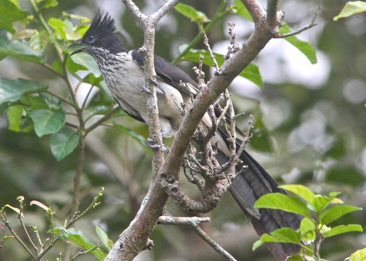 Levaillant's Cuckoo - ML67997971