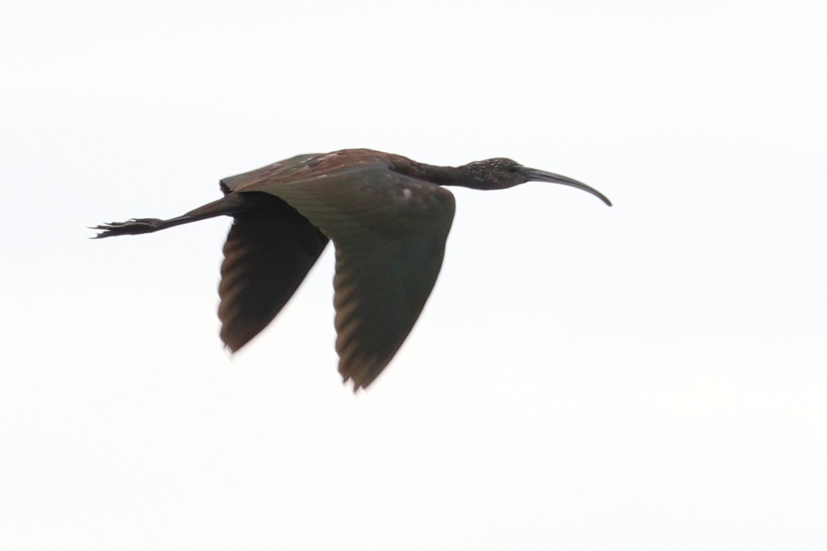 ibis americký - ML67998311