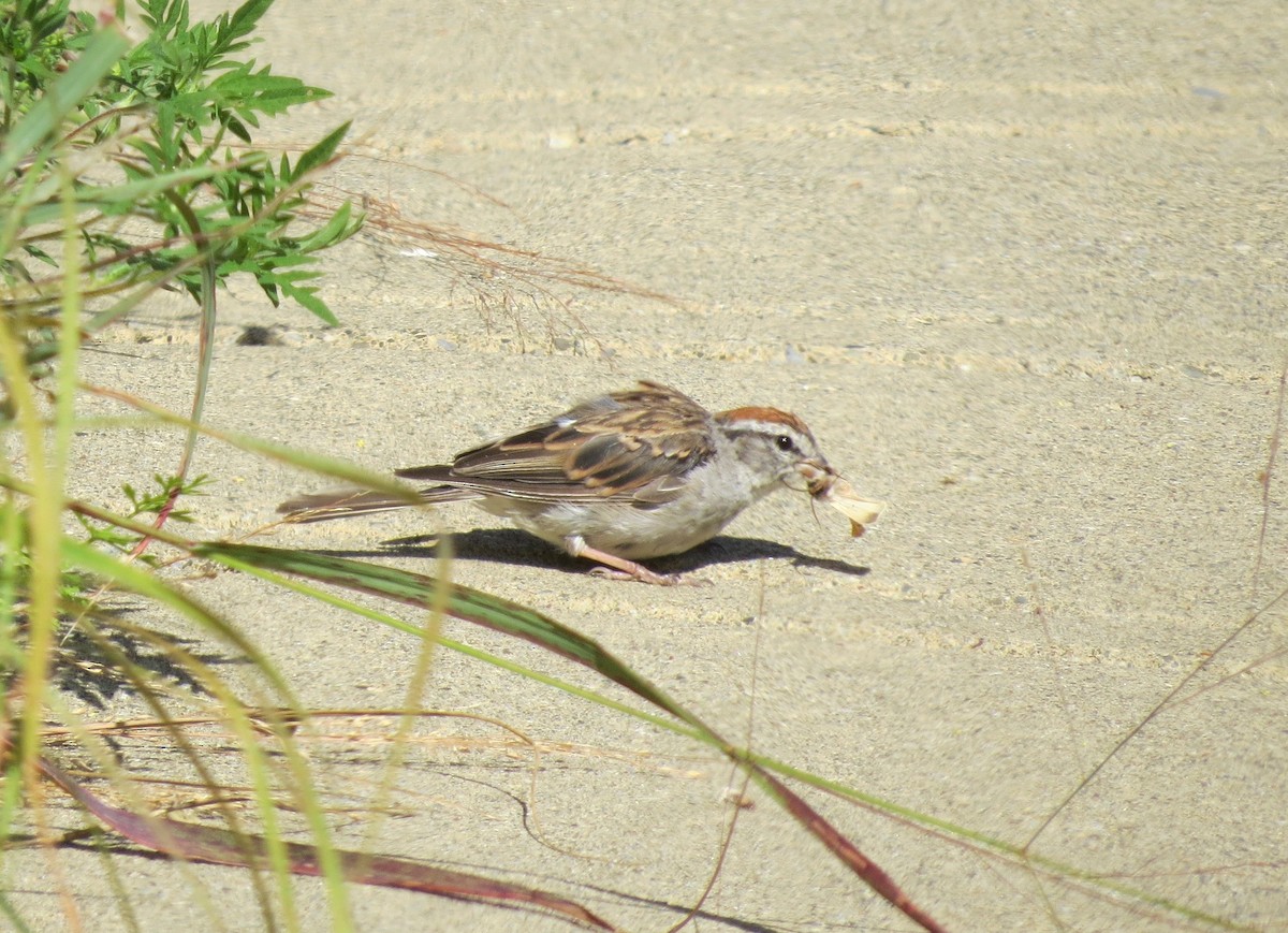 Chipping Sparrow - Naomi Lloyd