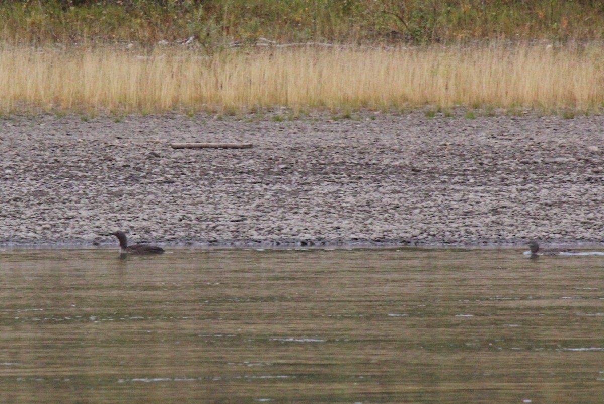 Red-throated Loon - ML68000101