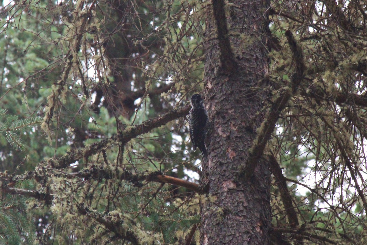 American Three-toed Woodpecker - ML68000941