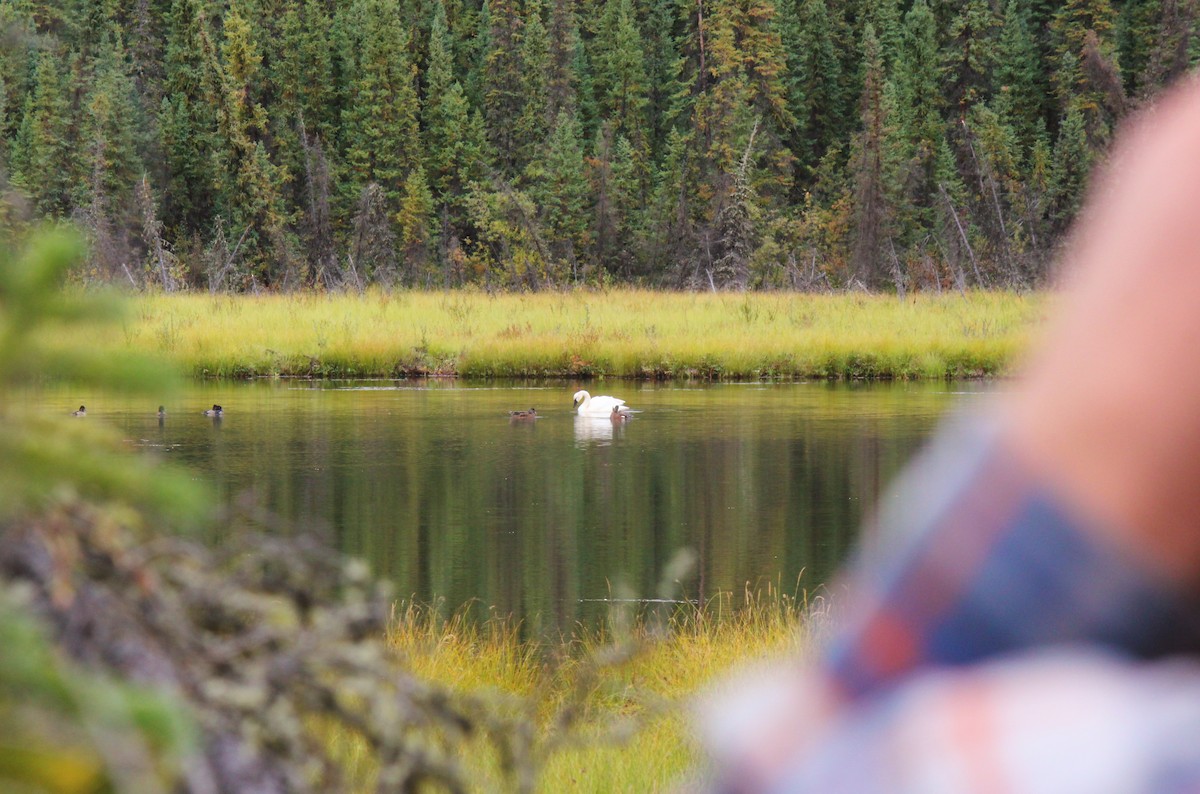 Trumpeter Swan - ML68001141