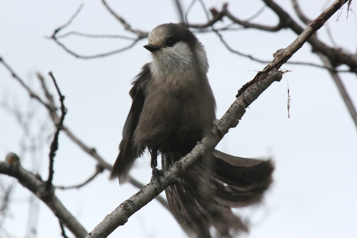 Canada Jay - ML68001191