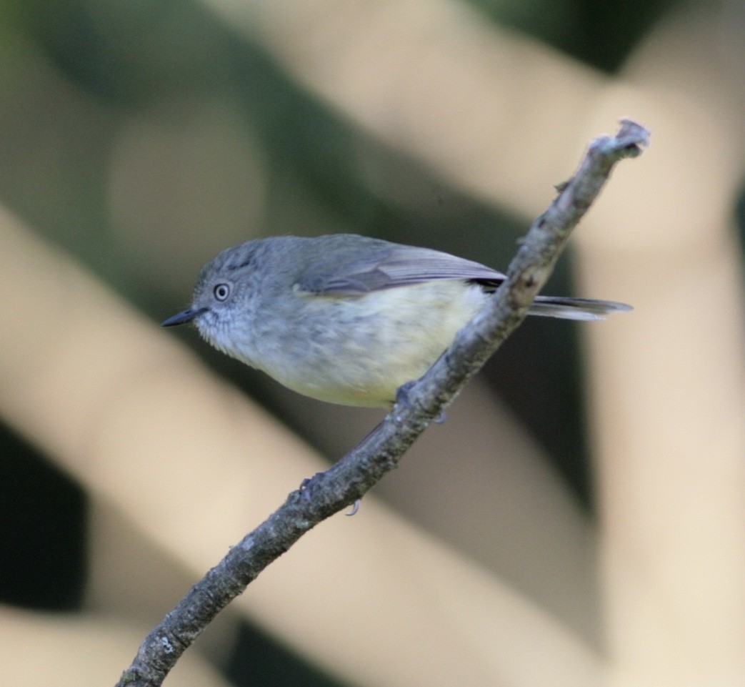 Mountain Thornbill - Nick  Lund