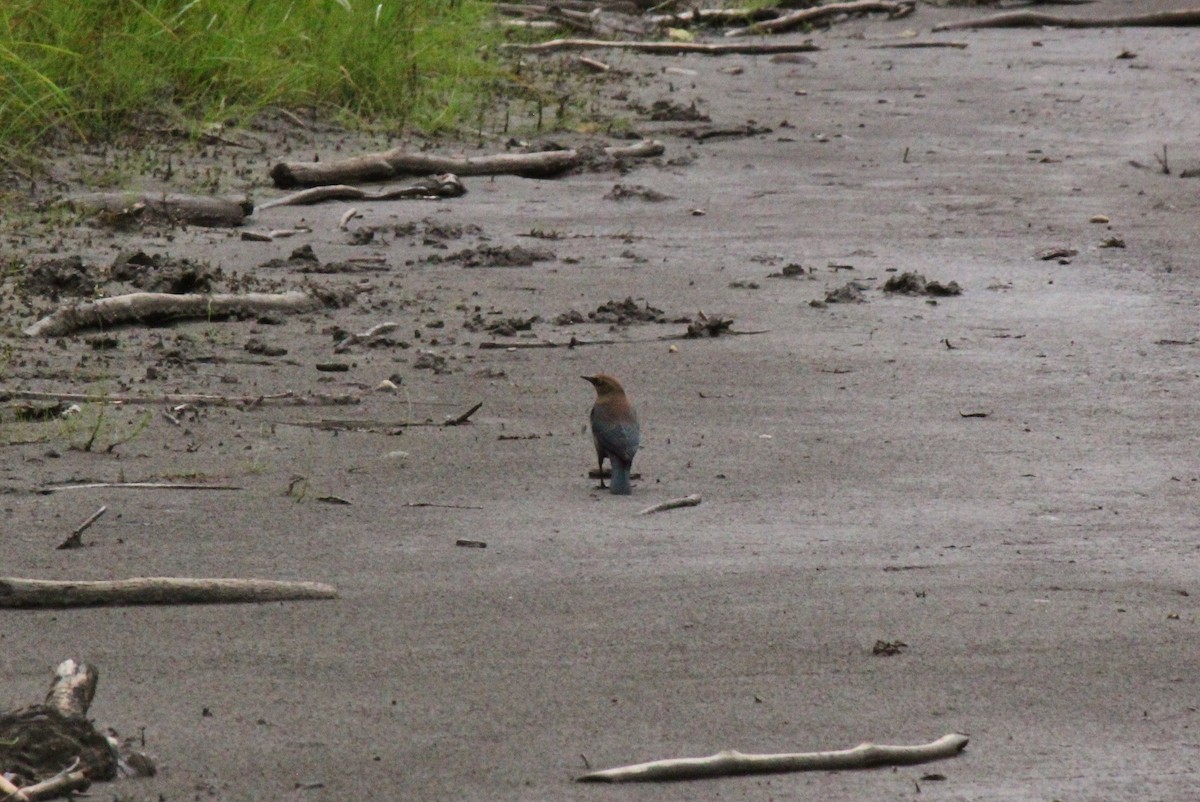 Rusty Blackbird - Kayla Arey