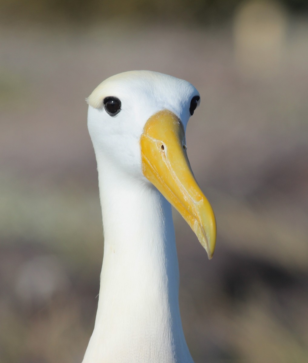 Waved Albatross - Shawn Billerman