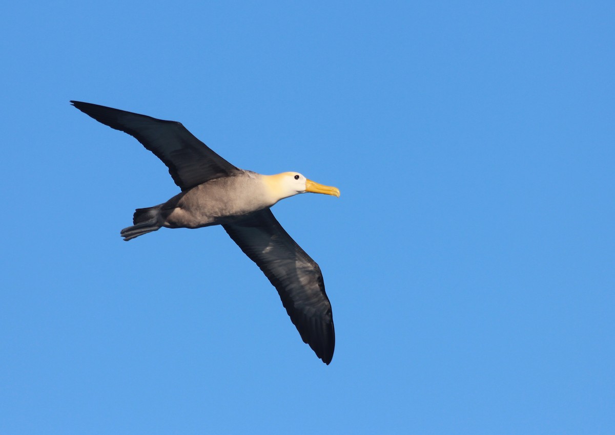 Waved Albatross - Shawn Billerman