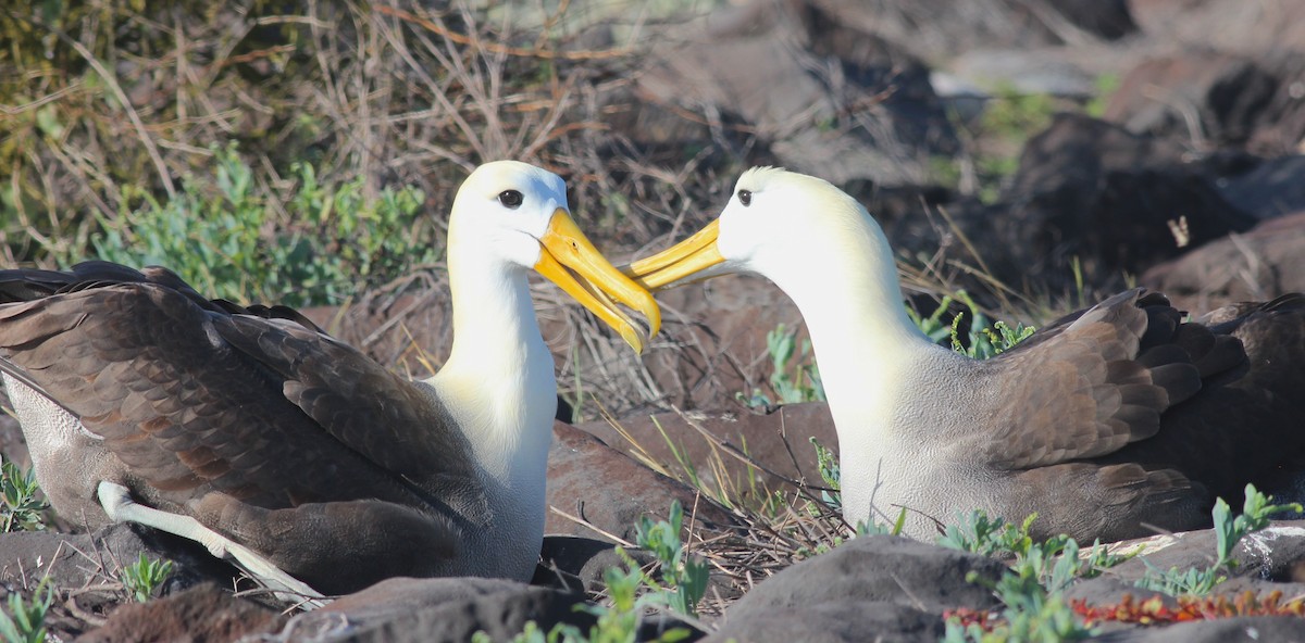 Waved Albatross - ML68001771