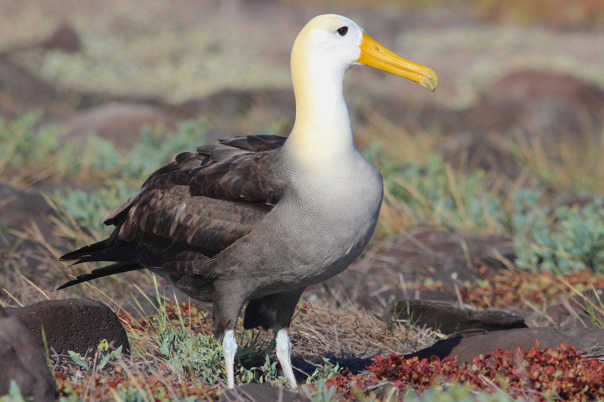 Waved Albatross - ML68001781