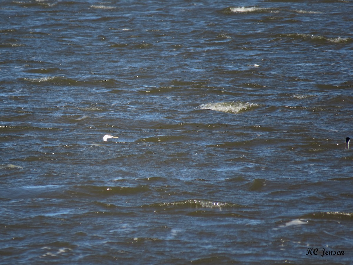 Clark's Grebe - ML68002211