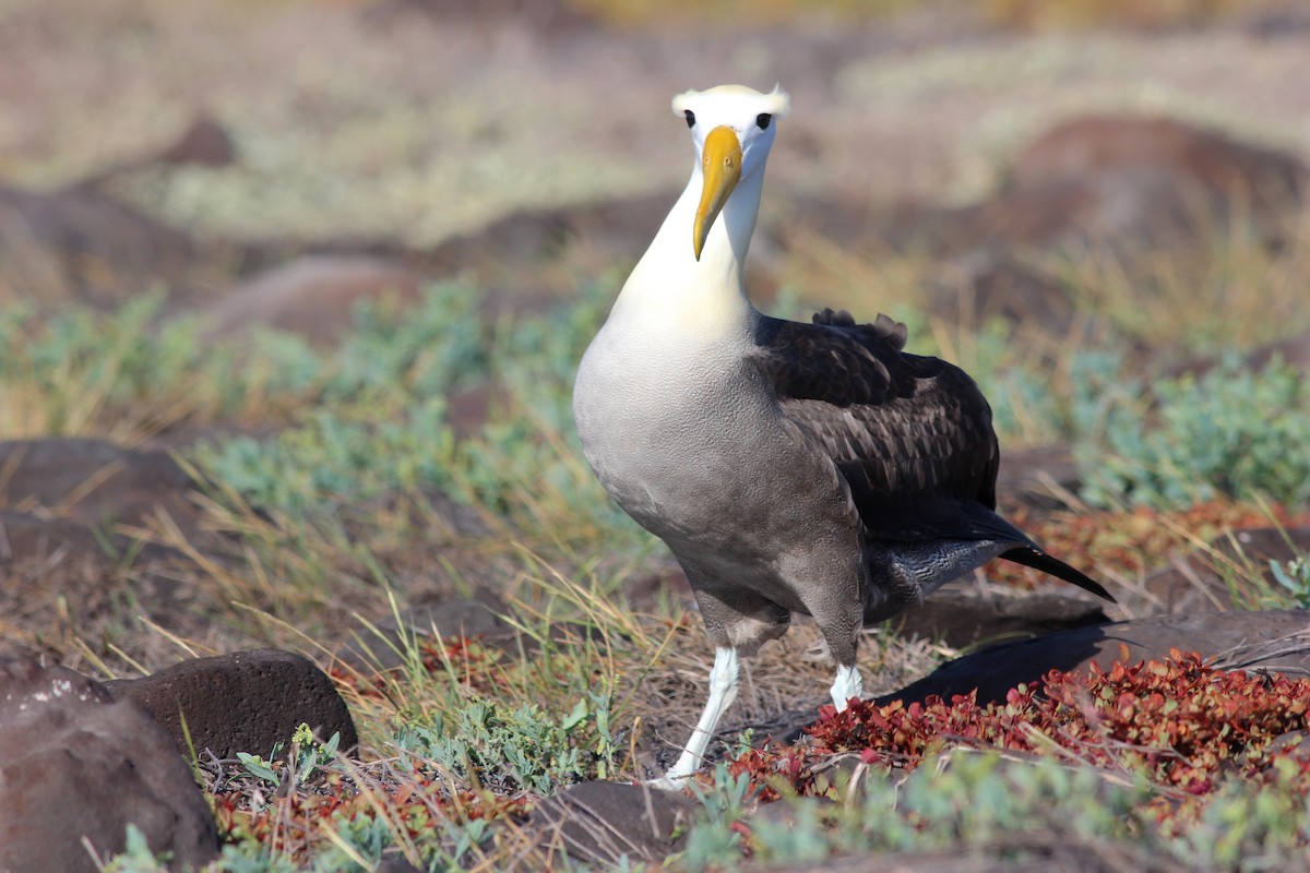 Albatros de Galápagos - ML68002991