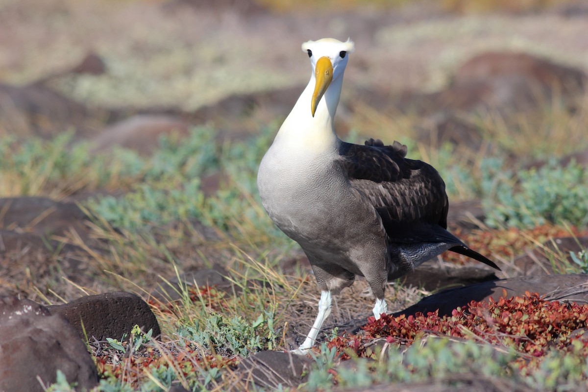 Waved Albatross - ML68002991