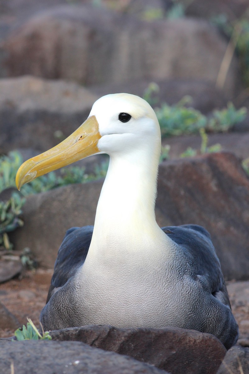 Waved Albatross - ML68003001