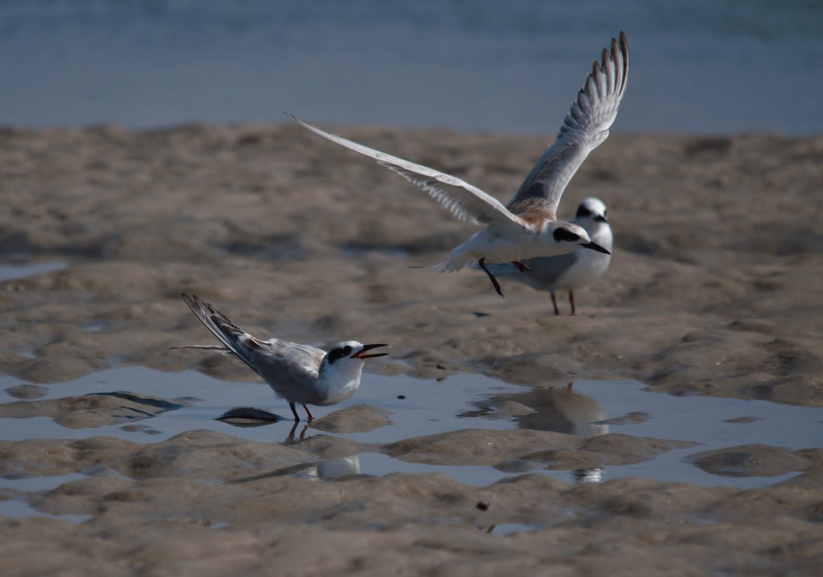 Forster's Tern - Mark Gallagher