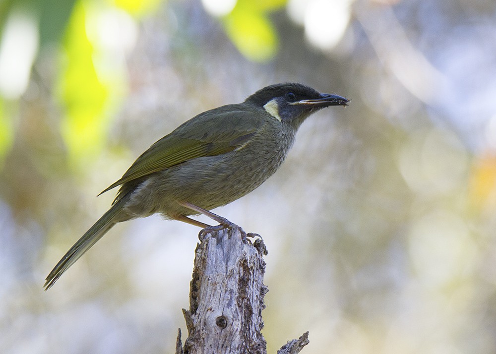 Lewin's Honeyeater - ML68003731