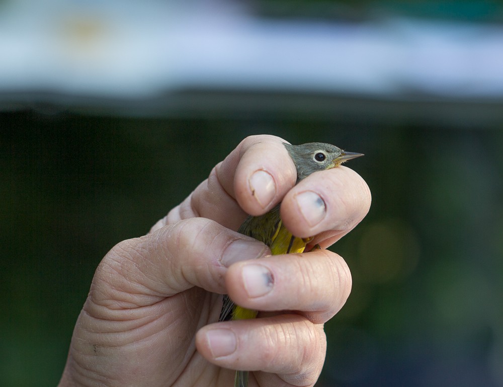 Nashville Warbler - ML68004581