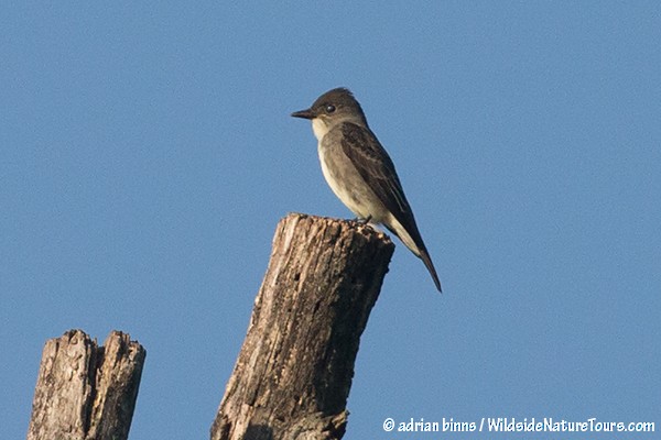 Olive-sided Flycatcher - ML68005031