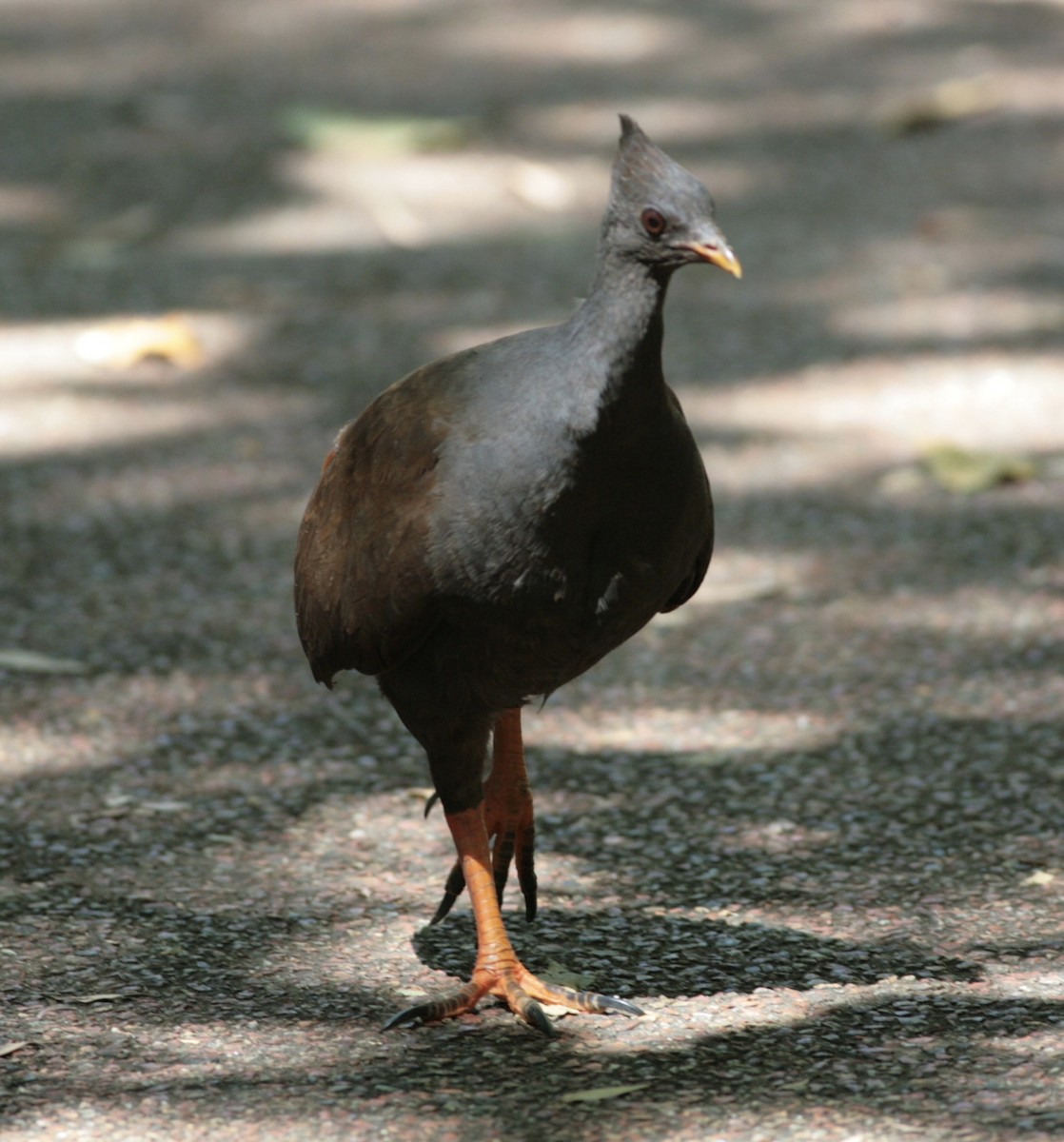 Orange-footed Megapode - Nick  Lund