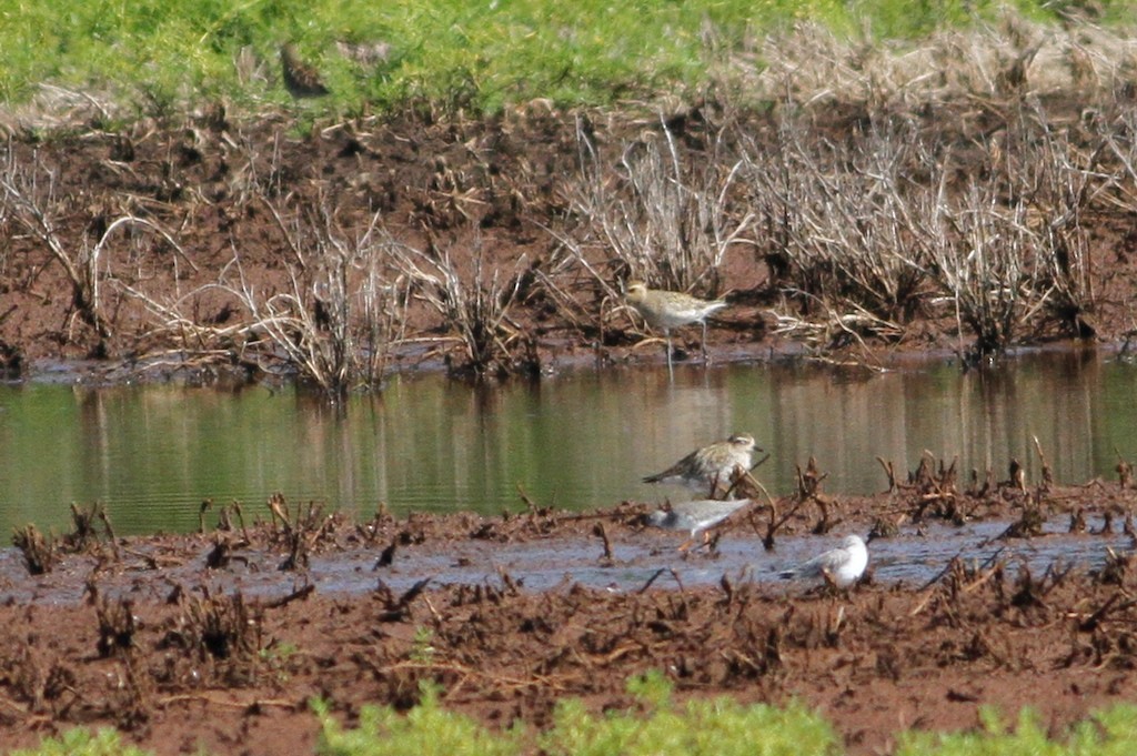 Terek Sandpiper - ML68007101