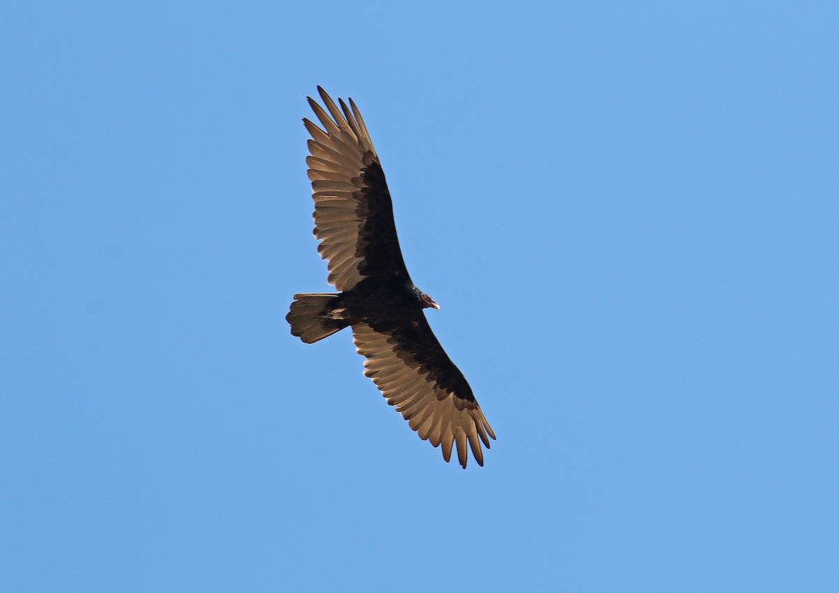 Turkey Vulture - ML68007411